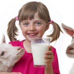 Плюсы и минусы козьего молока для человека