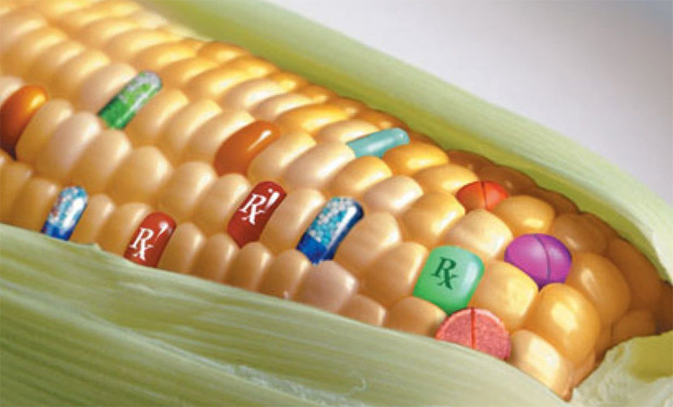 Кукуруза с ГМО