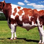 Айрширская порода коров: плюсы, минусы и особенности