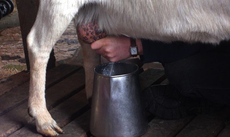 Доение молока у козы