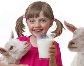 Плюсы и минусы козьего молока для человека