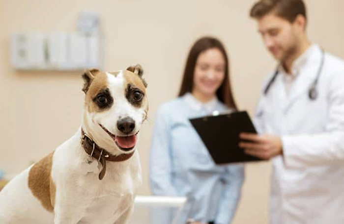 Ветеринары и собака