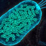 Плюсы и минусы бактерий — особенности и значение