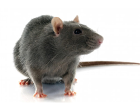 Стоит ли заводить крысу — все плюсы и минусы
