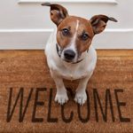 Собака в квартире — плюсы и минусы заведения
