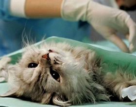 Стерилизация кошек: плюсы, минусы и что нужно знать