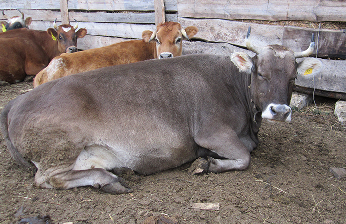 Коровы швицкой порода