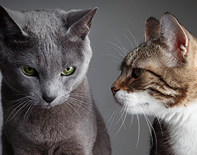 Две кошки в доме: стоит ли заводить, плюсы и минусы