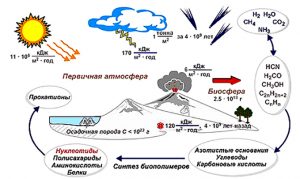 Биохимическая эволюция презентация