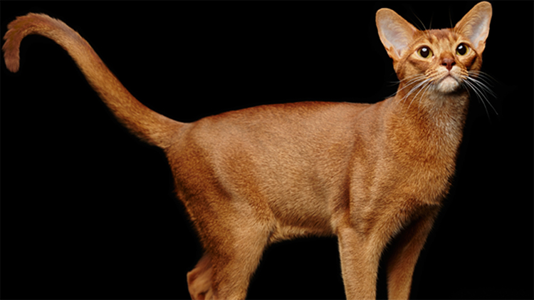 абиссинская кошка минусы породы