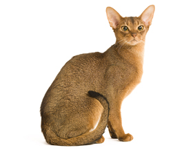 Абиссинская кошка: плюсы, минусы и особенности породы