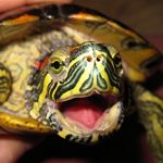 Стоит ли заводить черепаху: плюсы и минусы животного