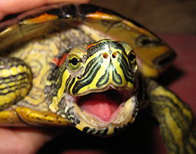 Стоит ли заводить черепаху: плюсы и минусы животного