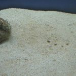 Кварцевый песок в аквариуме: плюсы и минусы