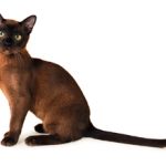 Бурманская кошка — плюсы и минусы