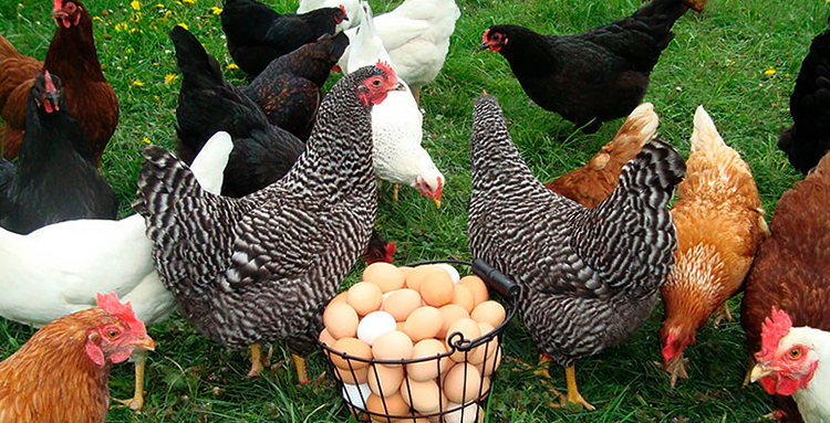 Курицы и яйца