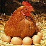 Бизнес на яйцах: плюсы, недостатки и что нужно знать