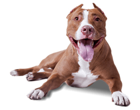 Порода собак Питбуль: плюсы и недостатки