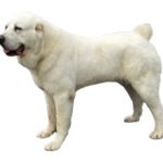 Порода собак Алабай: плюсы и недостатки