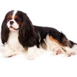 Кавалер кинг-чарльз-спаниель: плюсы и минусы породы собаки