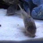 Кварцевый песок в аквариуме: плюсы и недостатки грунта