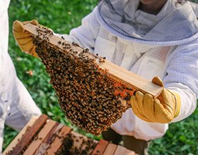 Пчеловодство в России: особенности, проблемы, плюсы и минусы