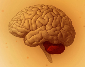 Инсульт мозжечка головного мозга: причины и последствия