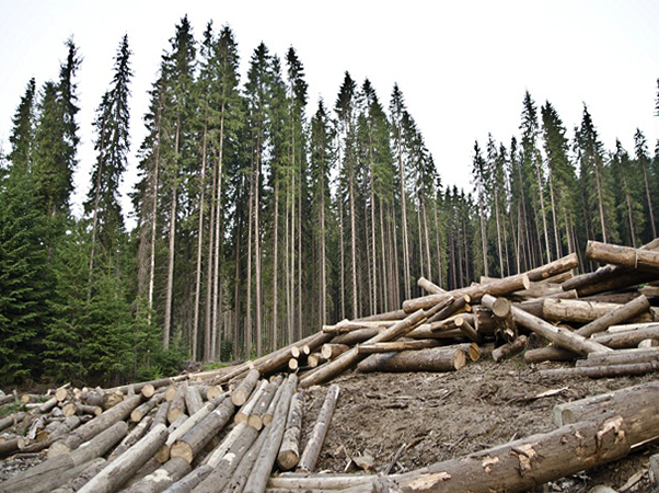 Вырубка хвойных лесов