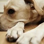Пироплазмоз у собак: причины и возможные последствия