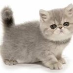 Кошка породы Экзот: плюсы и недостатки