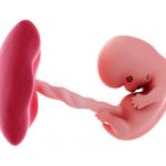 Толстая плацента при беременности: причины и последствия