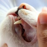 Возможные последствия удаления зубов у кошки