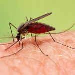 Укус малярийного комара и его последствия для человека