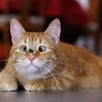 Если кот съел муху — какие могут быть последствия
