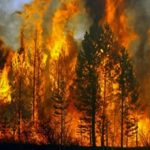 Последствия и влияние лесных пожаров