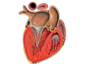 Причины и последствия увеличения левого желудочка сердца