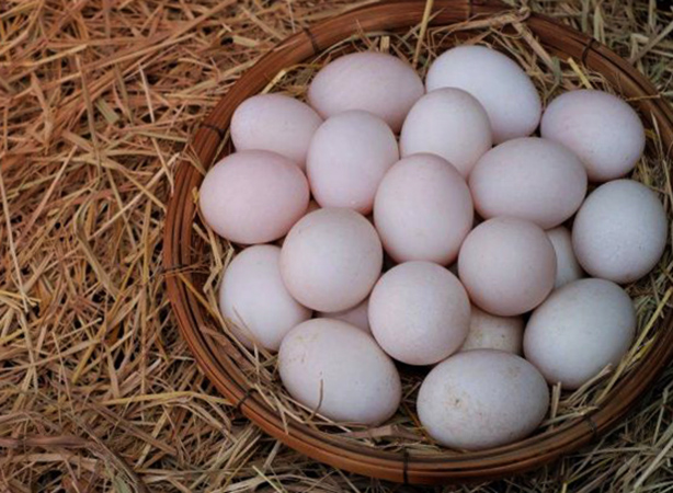 Яйца индоутки