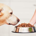 Смена корма у собак — какие могут быть последствия