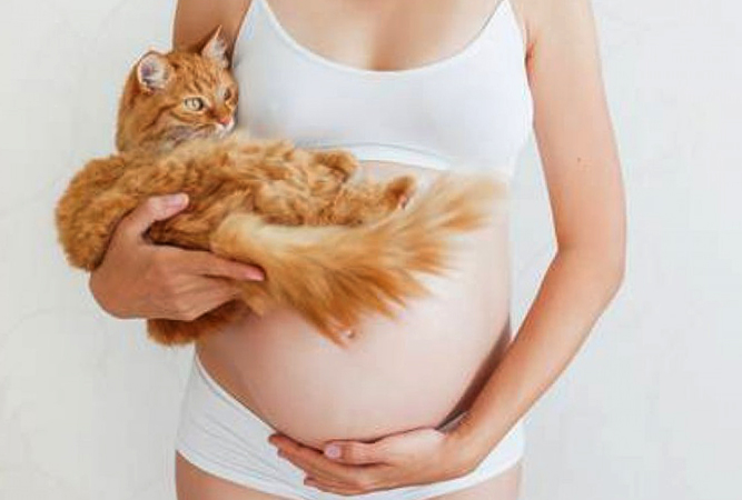 Беременная с кошкой