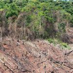 Негативные последствия вырубки лесов