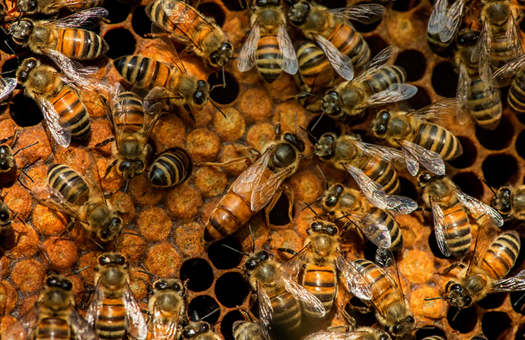 Медоносные пчелы Бакфаст