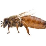 Порода пчел Бакфаст: особенности, плюсы и минусы