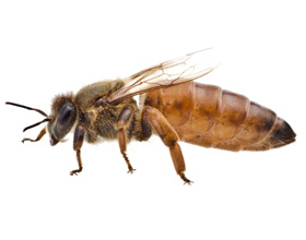 Порода пчел Бакфаст: особенности, плюсы и минусы
