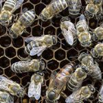 Пчела карпатка: описание, плюсы и минусы породы