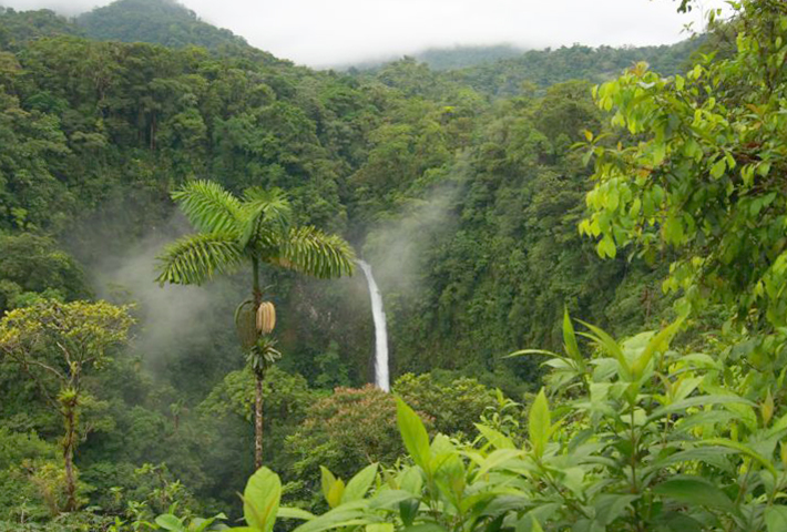 Лес в Коста-Рике