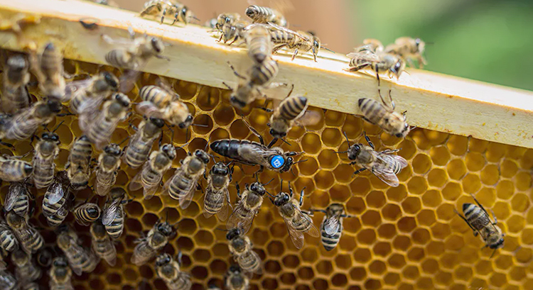 Карпатские пчелы производят мед