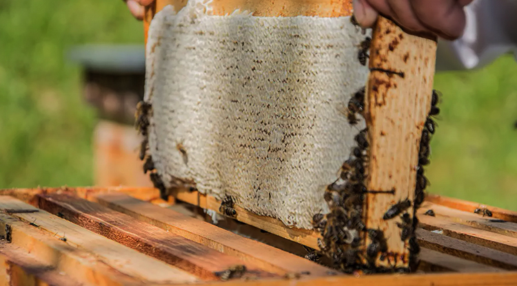 Пчеловод с карпатскими пчелами
