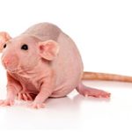 Крыса Сфинкс: плюсы, недостатки, стоит ли заводить