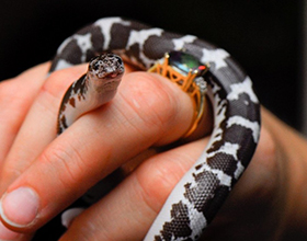 Змеи как домашние животные: основные плюсы и минусы