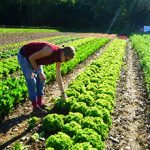 Фермер: плюсы и минусы профессии